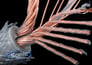 Monster Cable 402 Speaker Cable (MPC S402 2C 250) Image 5