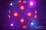 Chauvet COLORsplash LED-PAR196 Image 6